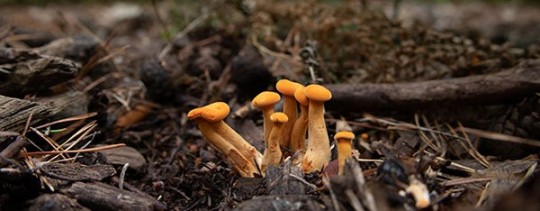 Pfifferlinge